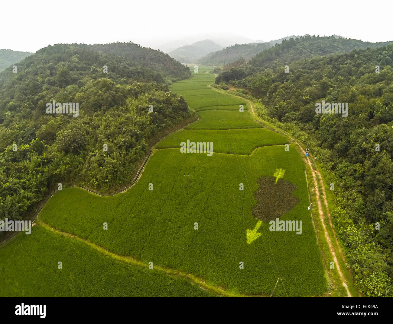 (140826) --HANGZHOU, le 26 août 2014 (Xinhua) -- photo aérienne prise le 26 août 2014 montre un champ de riz colorés comic appelé 'Cupid's arrow' dans une ferme écologique dans la zone de Hangzhou Yuhang, capitale de la Chine de l'est la province de Zhejiang. (Xinhua/Xu Yu) (HPJ) Banque D'Images