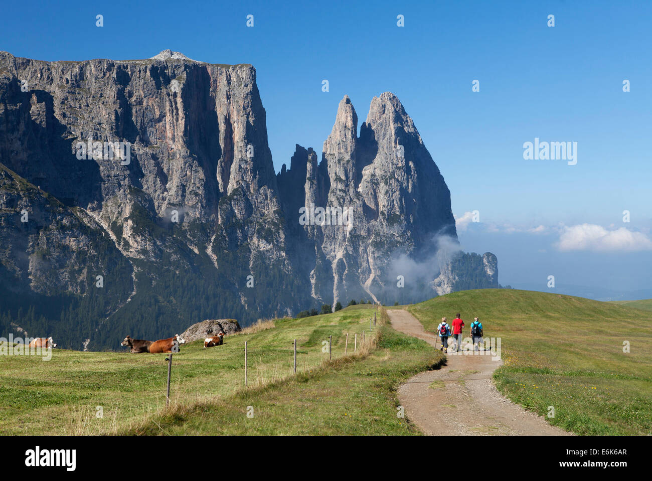 Massif du Sciliar ou massif du Sciliar, ou Sciliar Siusi Sciliar, ou Alpe di Siusi, pâturage d'altitude élevée, le Tyrol du Sud, Italie Banque D'Images