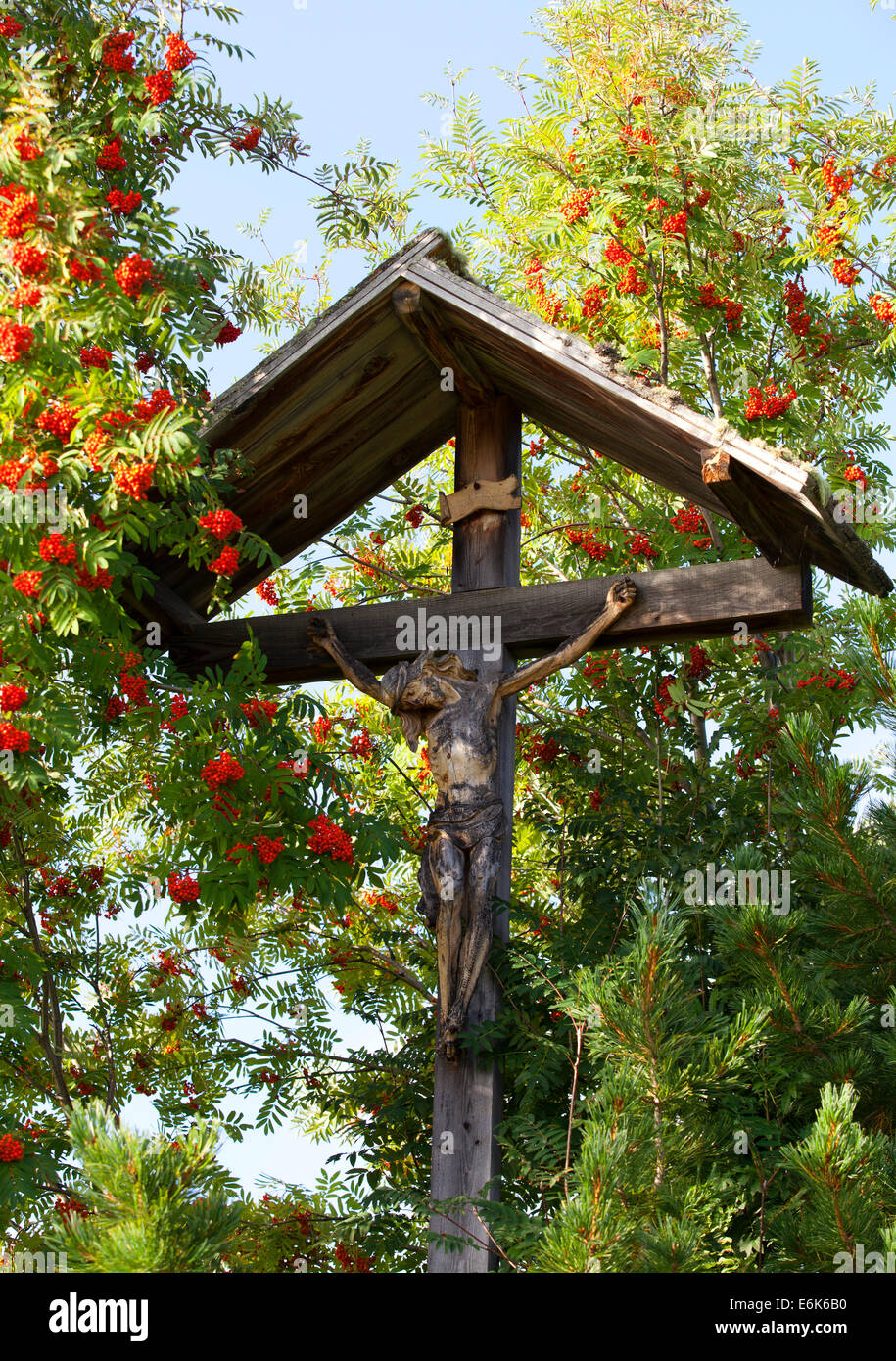 Calvaire, Rowan berry arbuste, Alpe di Siusi, Alto Adige, Italie Banque D'Images