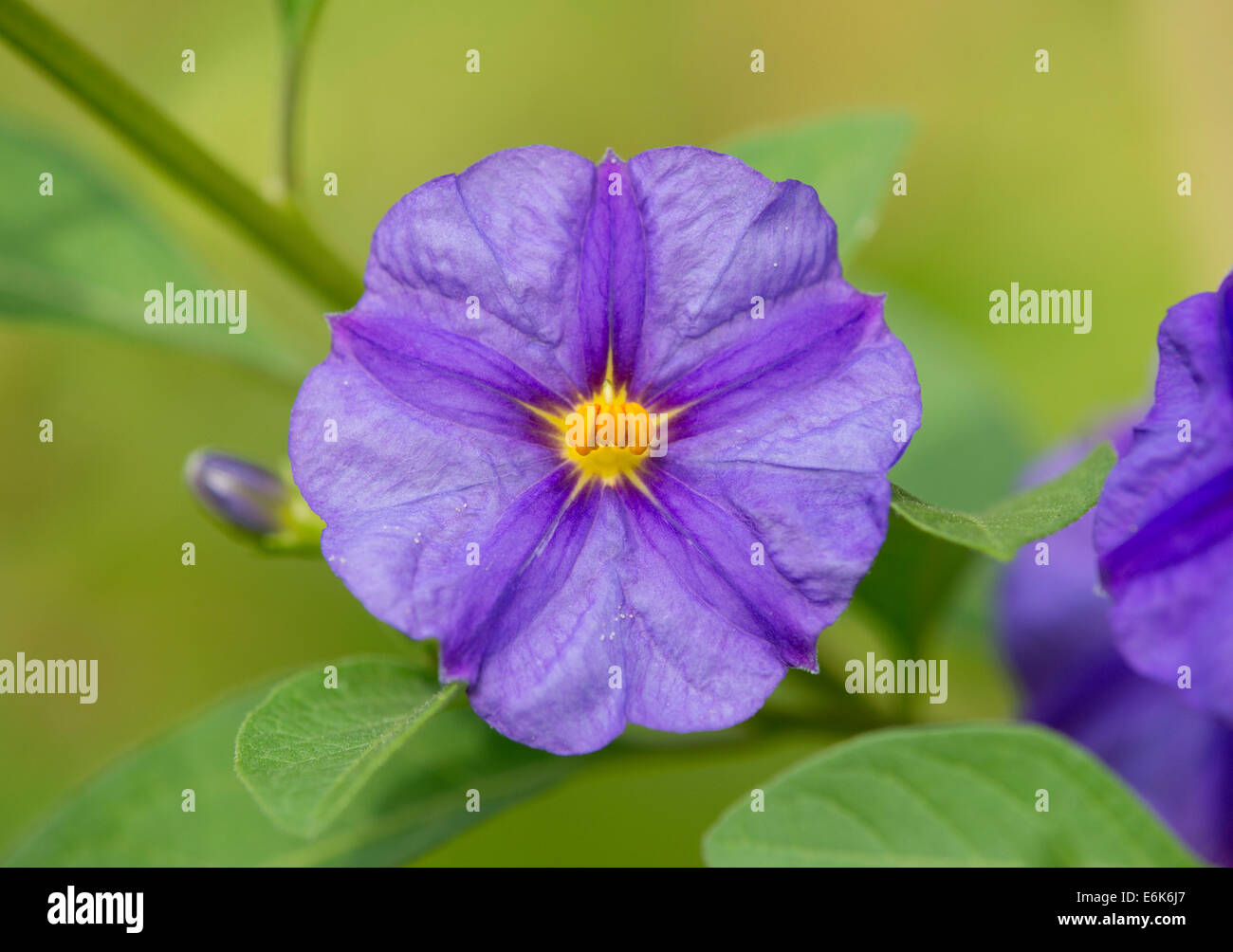 Bush de pommes de terre bleu (Lycianthes rantonnetii), la floraison, la Thuringe, Allemagne Banque D'Images