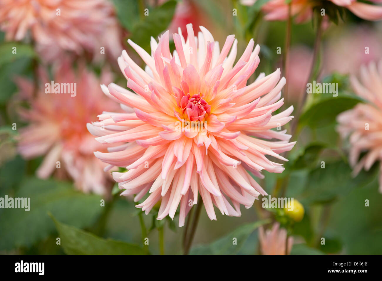 Le dahlia (Dahlia) 'Dora' cultivar, fleur, Thuringe, Allemagne Banque D'Images