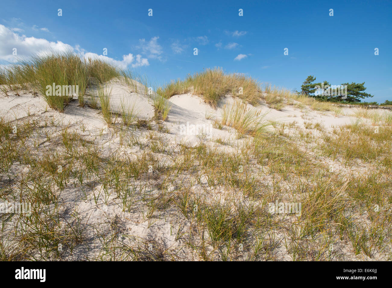 Dunes, Darßer Ort, Darß, Poméranie occidentale Lagoon Salon National Park, Mecklembourg-Poméranie-Occidentale, Allemagne Banque D'Images