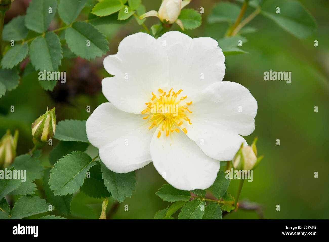 Burnett Rose (Rosa spinosissima), la floraison, la Thuringe, Allemagne Banque D'Images