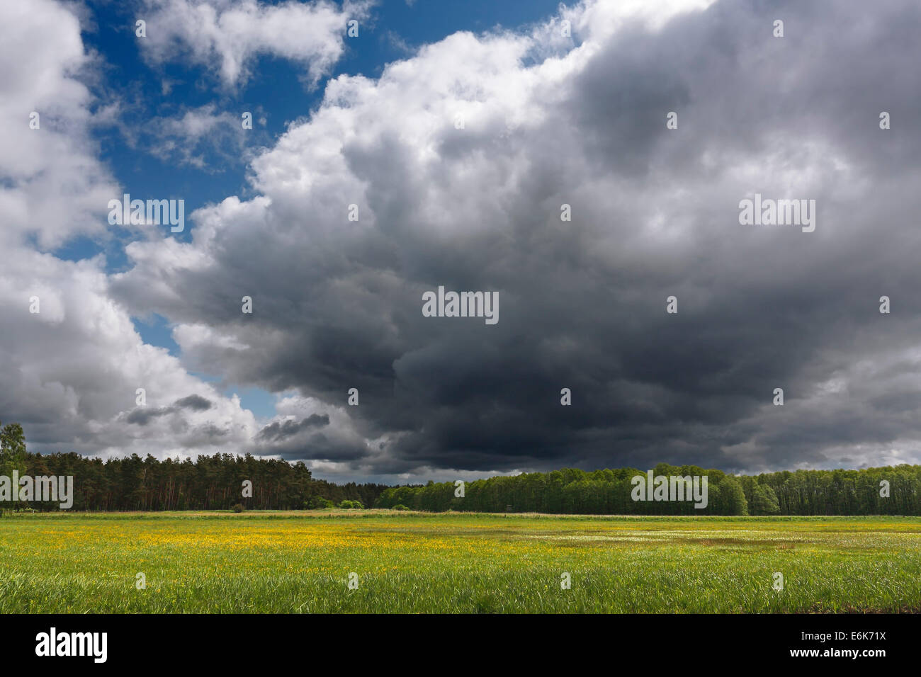 Ciel nuageux au-dessus de la côte prés au cours supérieur de la rivière Havel, parc national de Müritz, à Babke Banque D'Images
