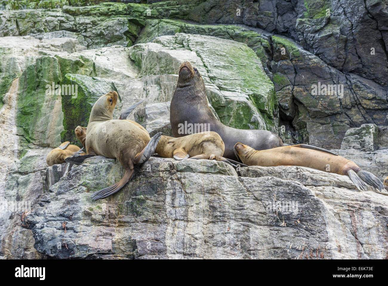 Les lions de mer d'Amérique du Sud (Otaria flavescens), région de Coquimbo, Chili Banque D'Images