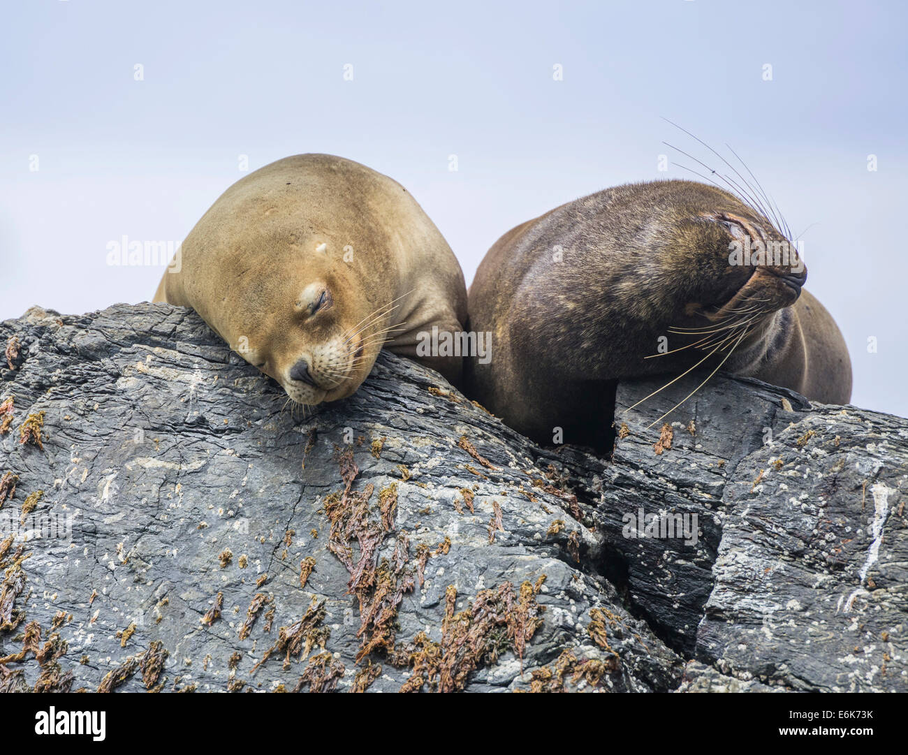 Les lions de mer d'Amérique du Sud (Otaria flavescens), région de Coquimbo, Chili Banque D'Images