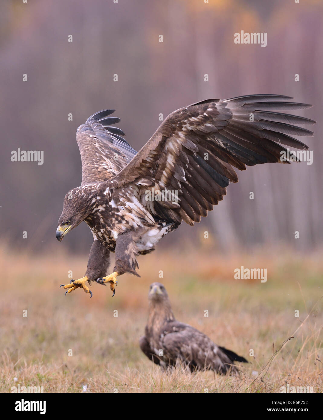 À queue blanche (Haliaeetus albicilla) en vol dans un paysage d'automne, voïvodie de Cujavie-Poméranie, Pologne Banque D'Images