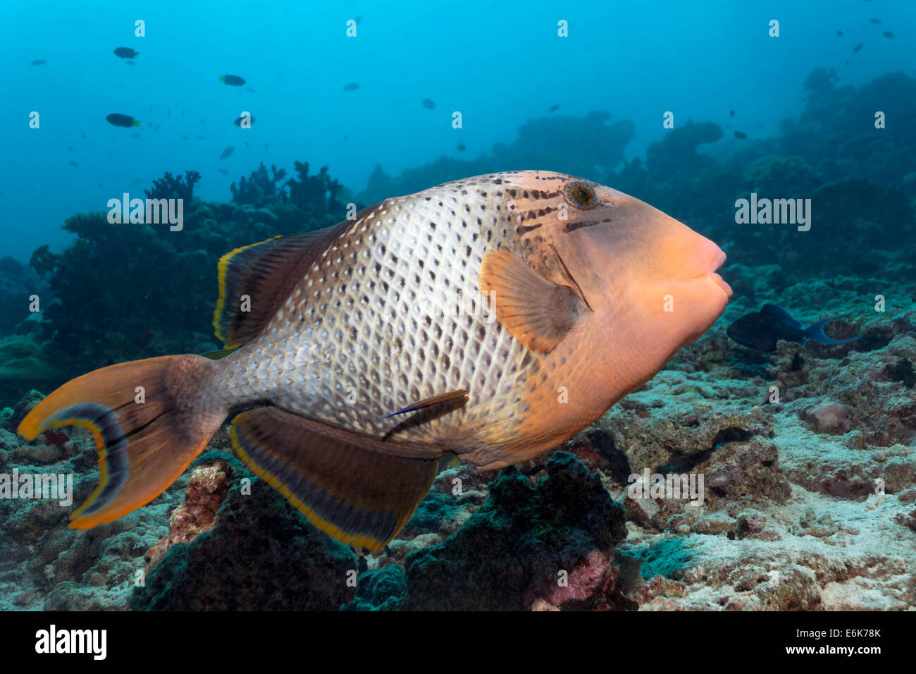 Yellowmargin Triggerfish (Pseudobalistes flavimarginatus) barrière de corail, de l'Océan Indien, l'Atoll de Malé Sud, Embudu, Maldives Banque D'Images