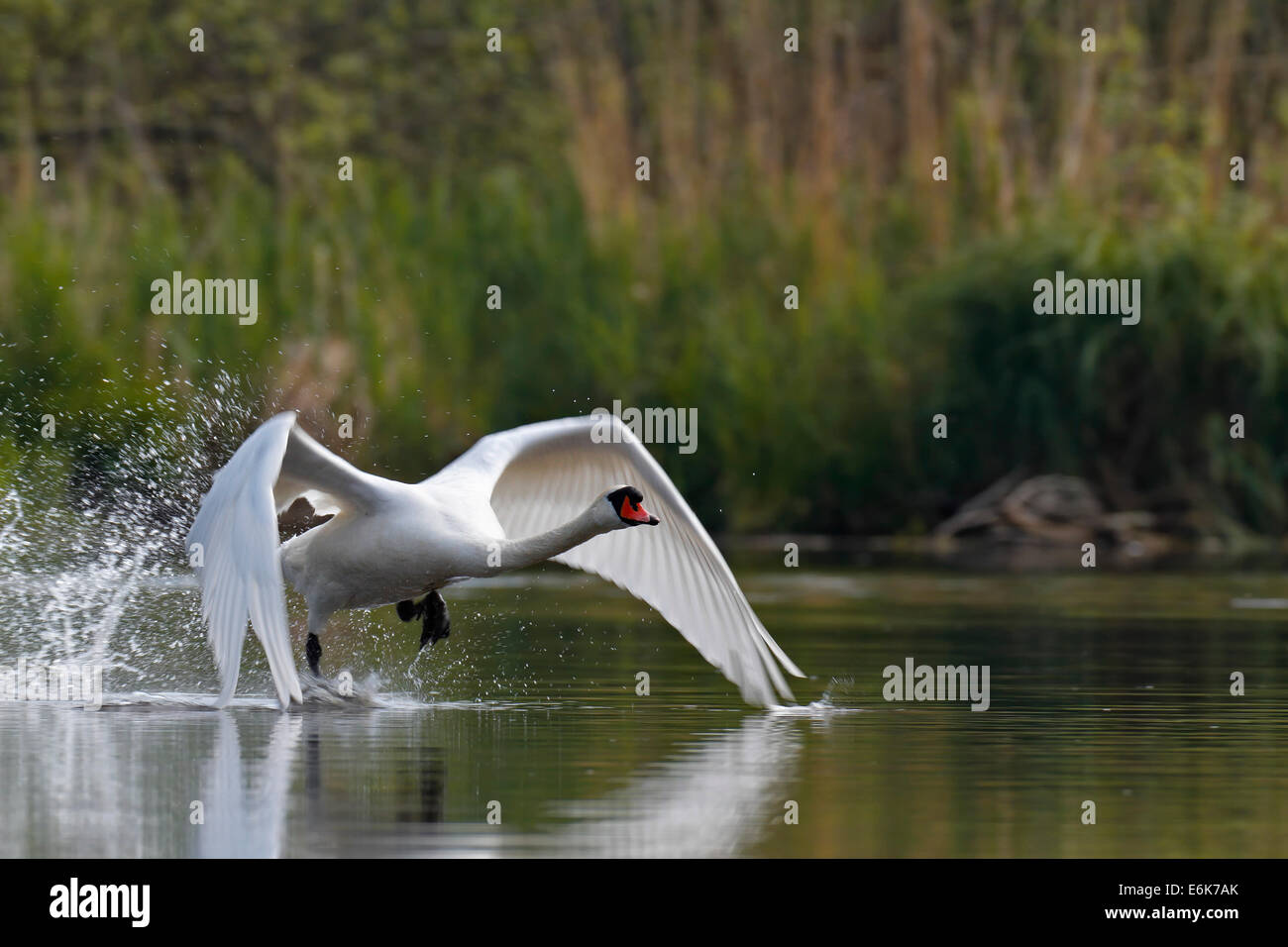 Mute Swan (Cygnus olor), démarrage, Mecklembourg-Poméranie-Occidentale, Allemagne Banque D'Images