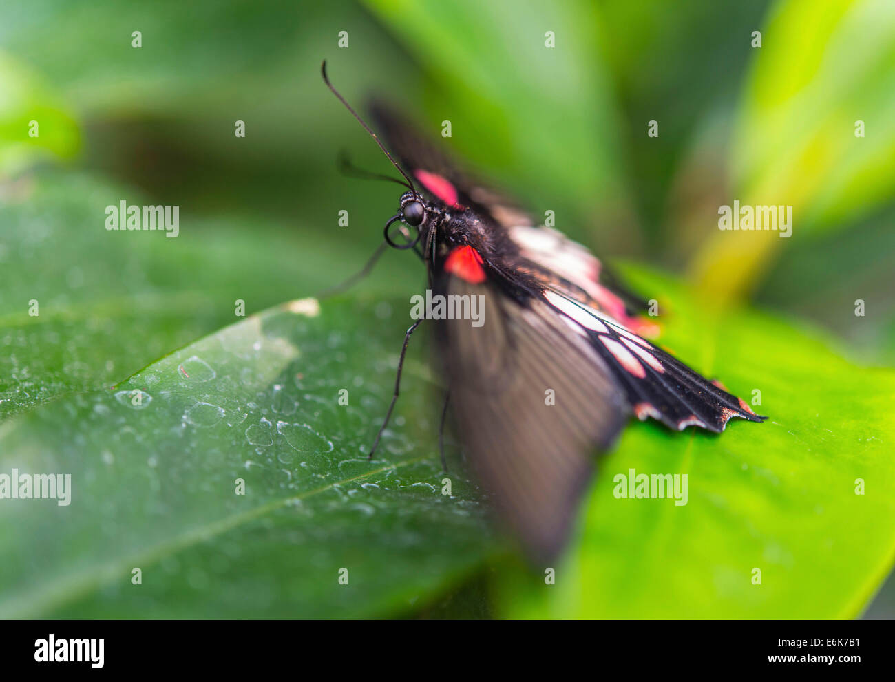 Grand Mormon Papilio memnon), Maison des Papillons, Le jardin botanique, Munich, Haute-Bavière, Bavière, Allemagne Banque D'Images