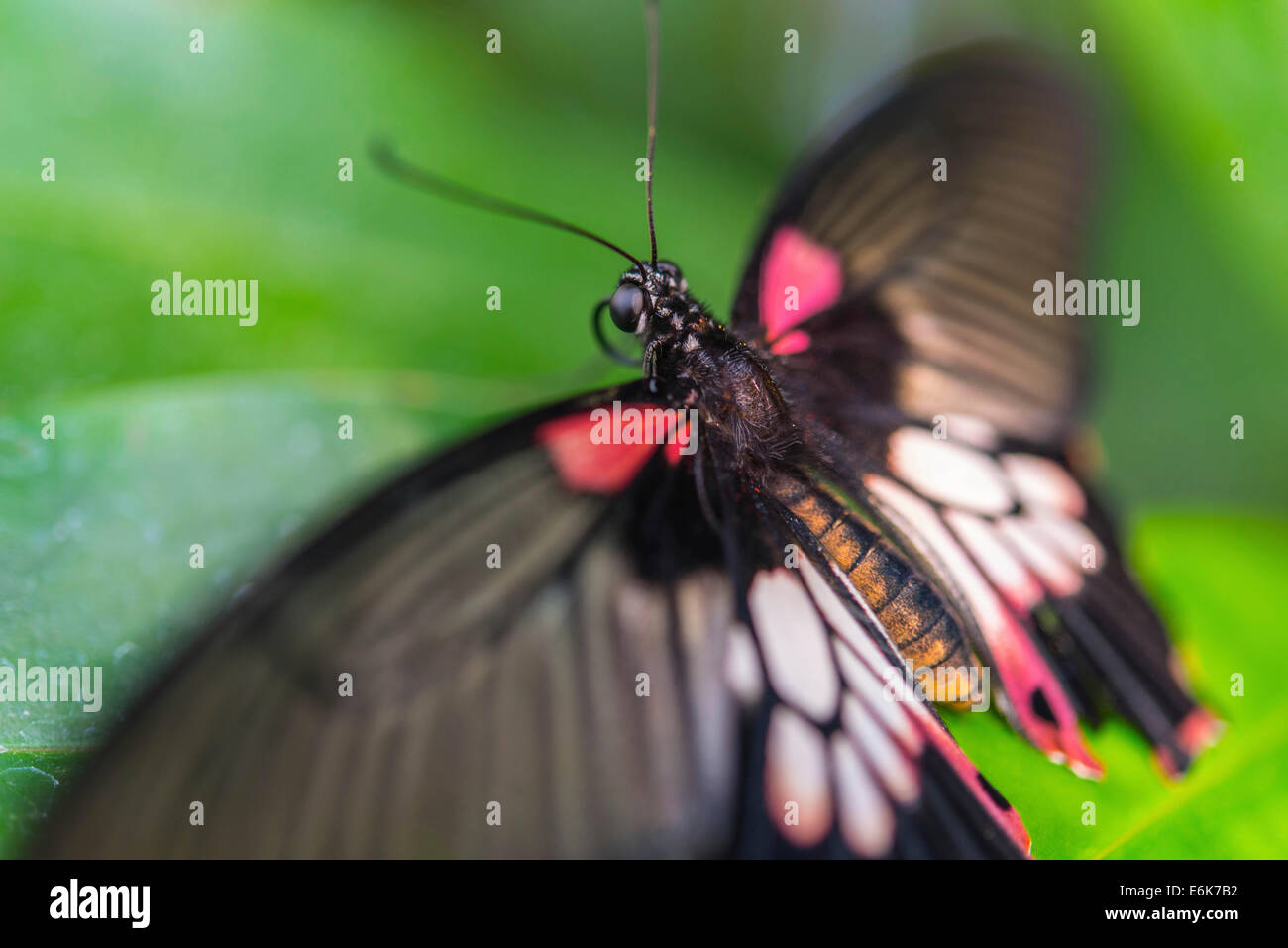 Grand Mormon Papilio memnon), Maison des Papillons, Le jardin botanique, Munich, Haute-Bavière, Bavière, Allemagne Banque D'Images