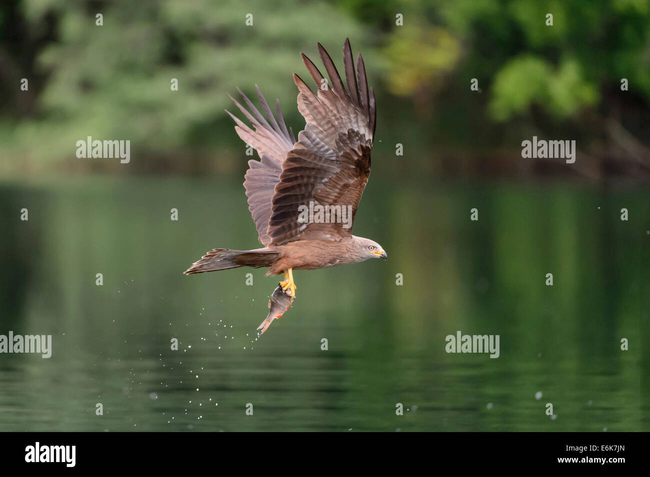 Milan noir (Milvus migrans) voler avec un poisson capturé sur un lac, Mecklembourg-Poméranie-Occidentale, Allemagne Banque D'Images