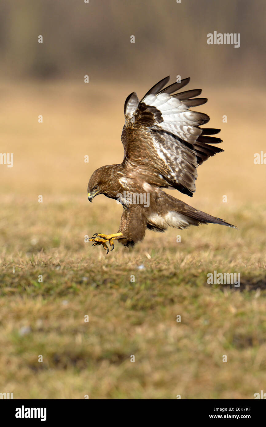 Buse variable (Buteo buteo) landing, Mazovie, Pologne Banque D'Images