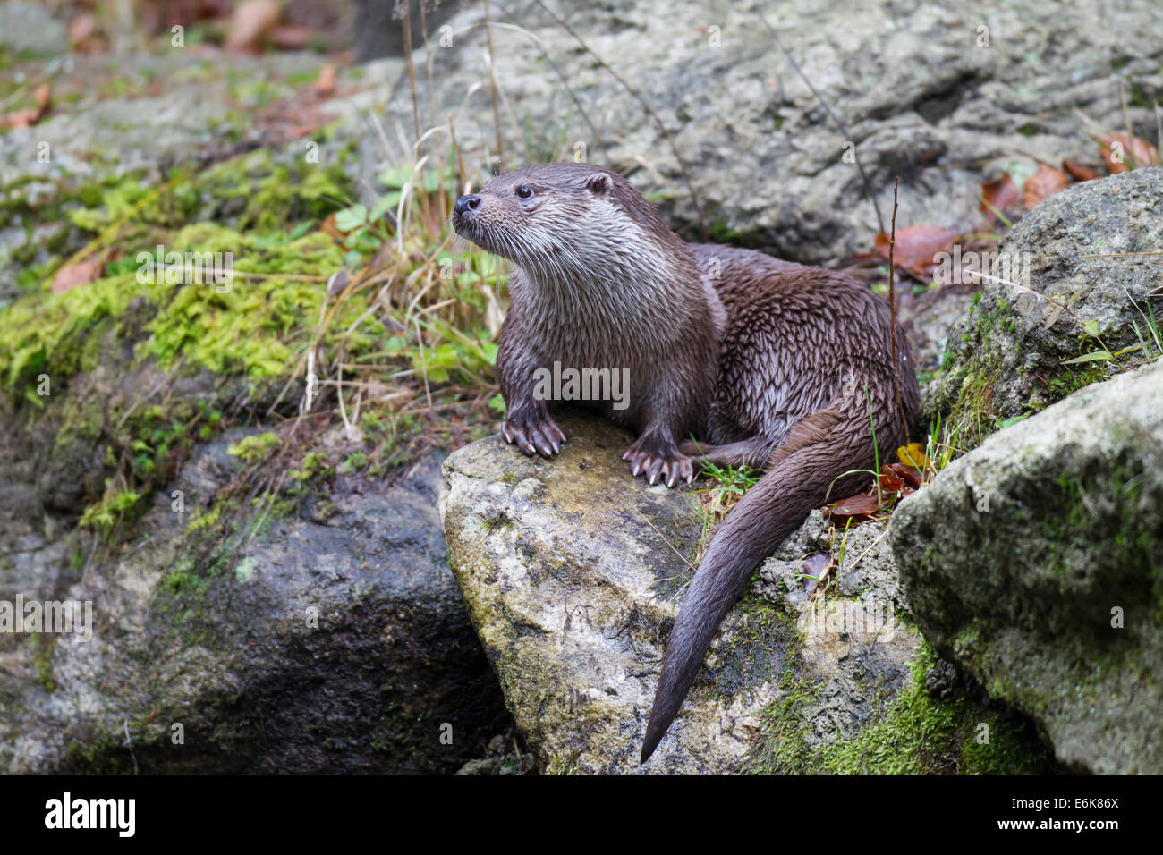 Loutre la loutre eurasienne eurasiennes Fischotter loutre d'Europe Lutra lutra Banque D'Images