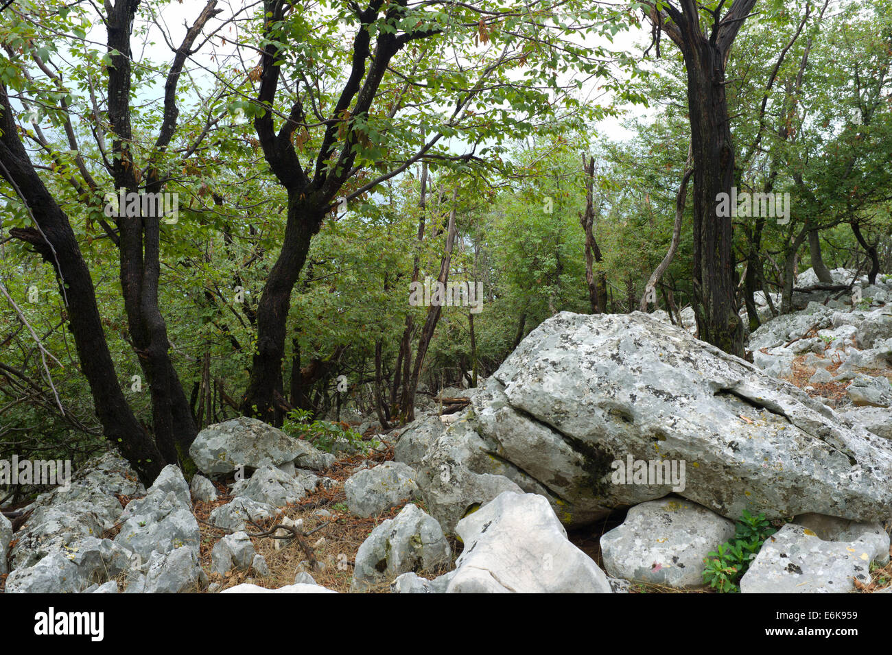 "Pavement calcaire recouvert de forêt paysage' sur l'Eco Trail près de Beli, village de l'île de Cres, Croatie Banque D'Images