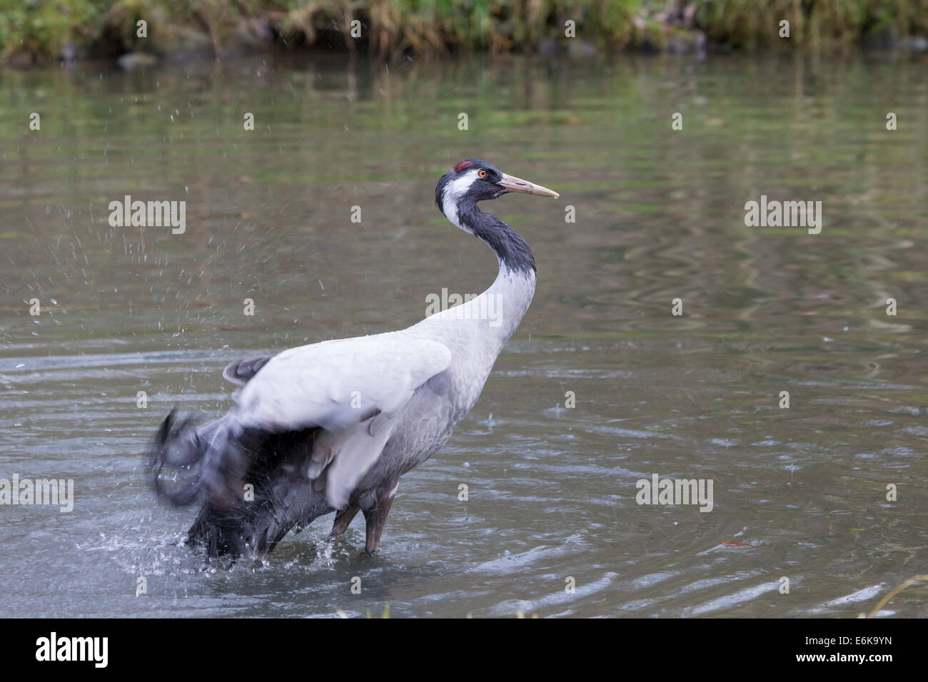 Grue cendrée Grus grus Grue eurasienne Kranich Banque D'Images