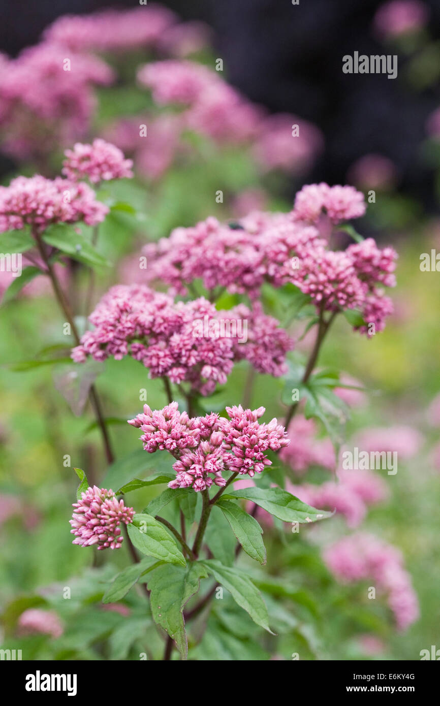 Eupatorium maculatum 'Atropurpureum Group'. Joe Pye weed fleur. Banque D'Images