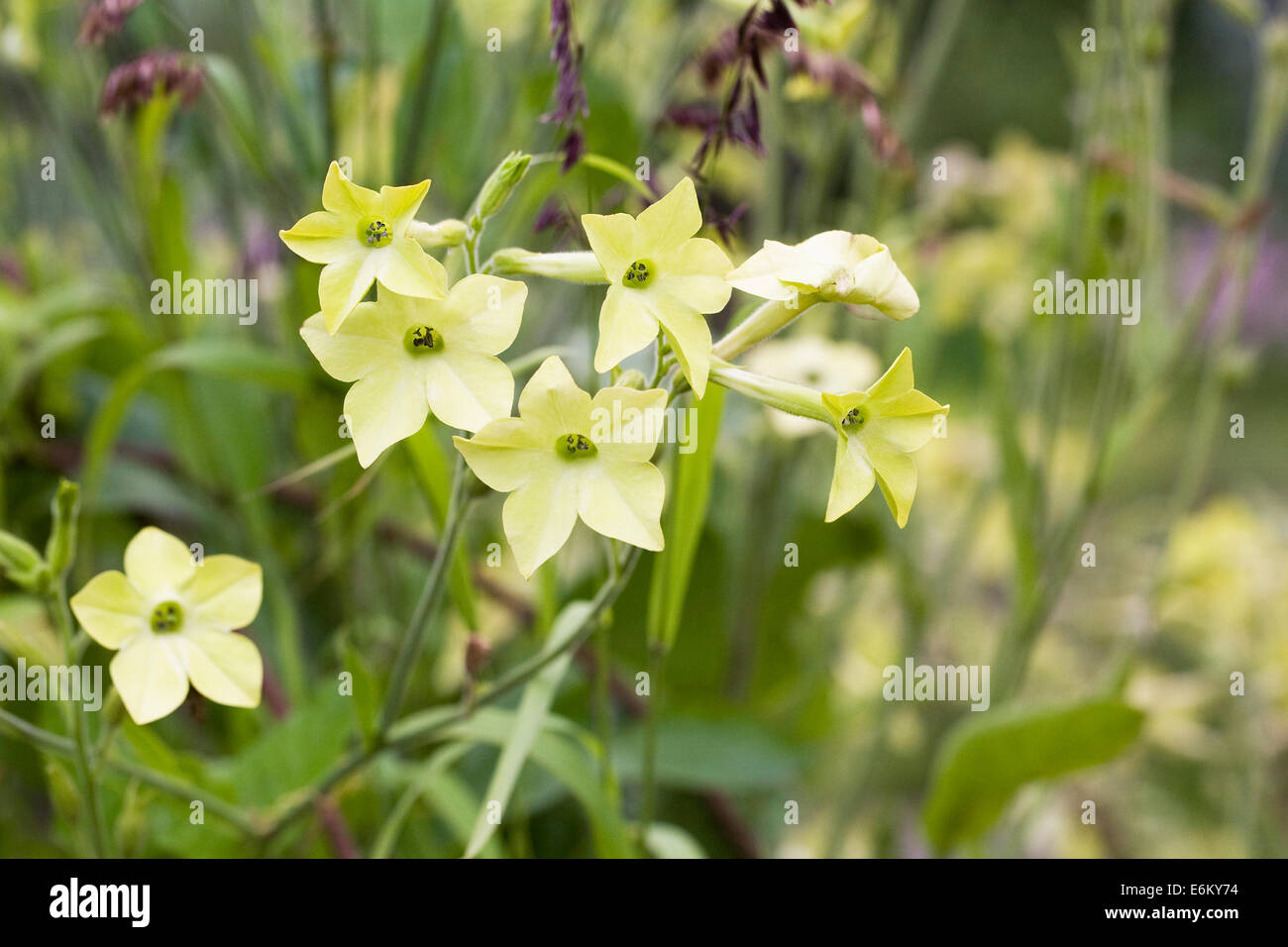 Nicotiana fleurs dans un jardin d'été. Banque D'Images