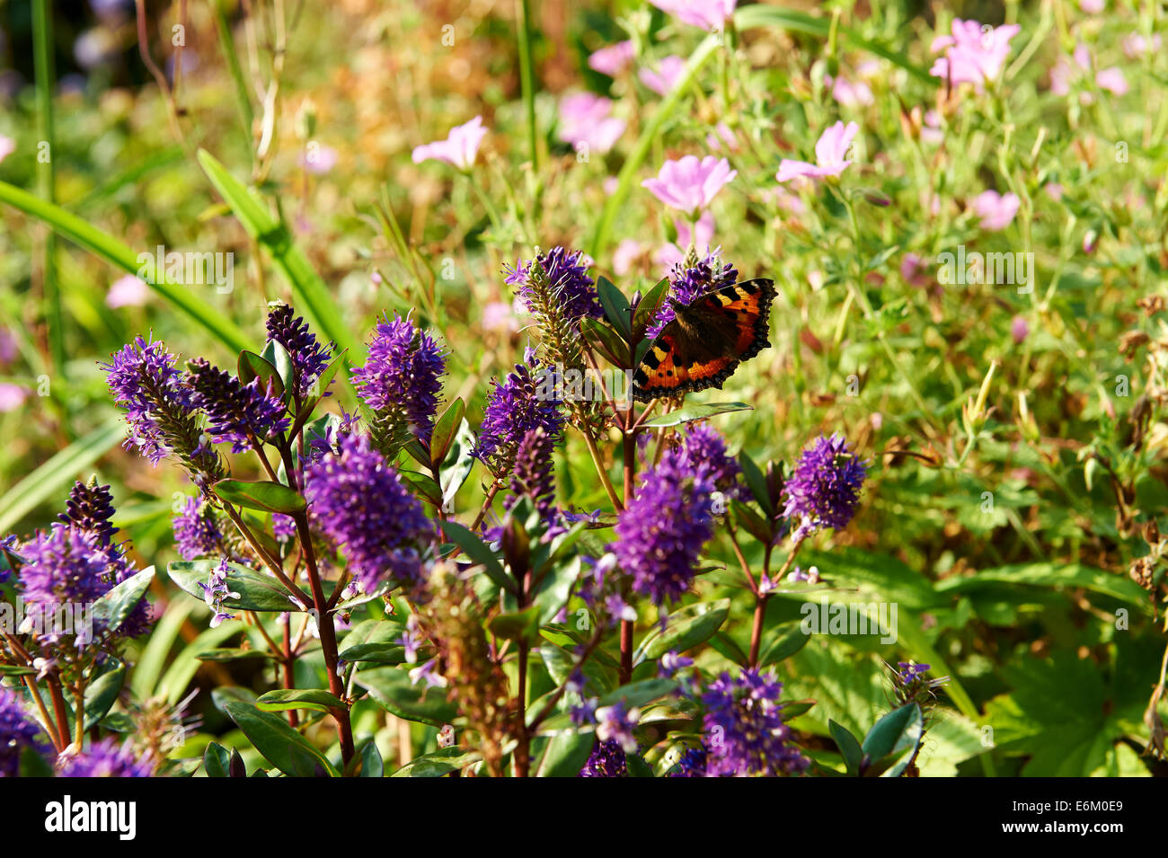 Jardin d'été de fleurs, Hebe, non identifiées avec petit papillon écaille Aglais urticae. Banque D'Images