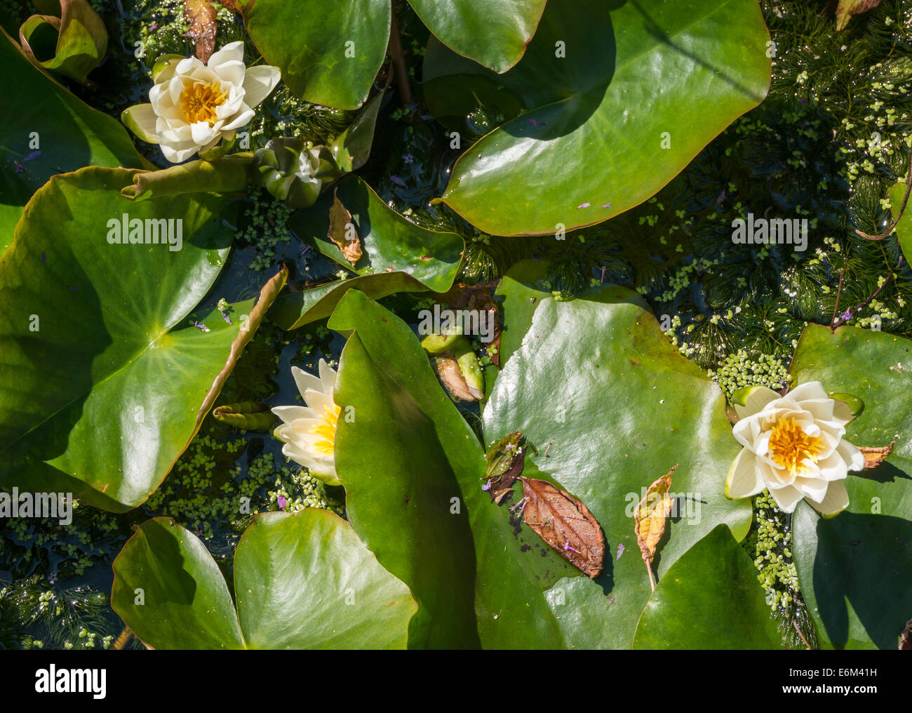 Water Lily Pond avec des fleurs de lotus en fleurs Banque D'Images