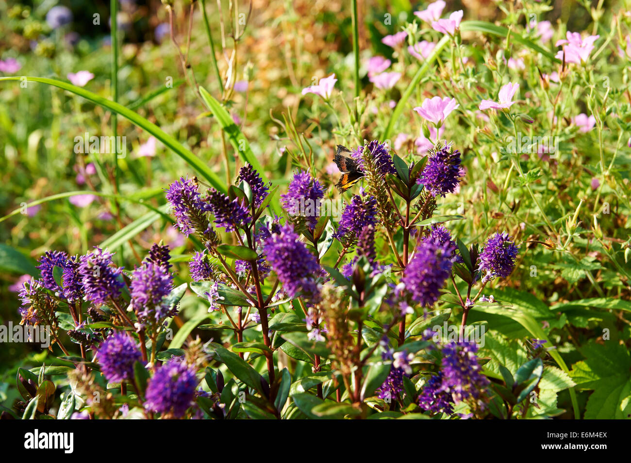 Jardin d'été de fleurs, Hebe, non identifiées avec petit papillon écaille Aglais urticae. Banque D'Images