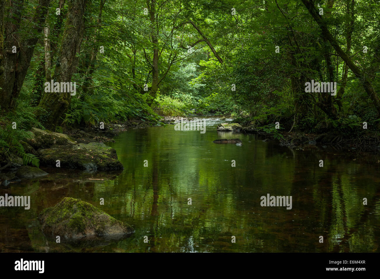 La rivière Bovey dans Bovey Valley Woods, Devon. Banque D'Images