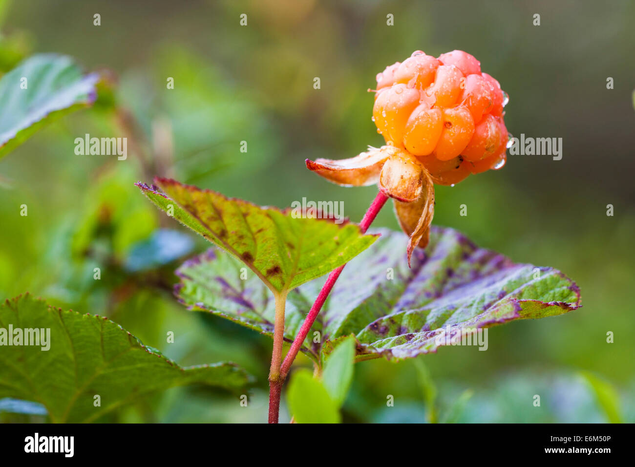 Photo Gros plan sur la chicoutai, Rubus chamaemorus, avec de l'eau tombe sur le dessus Banque D'Images