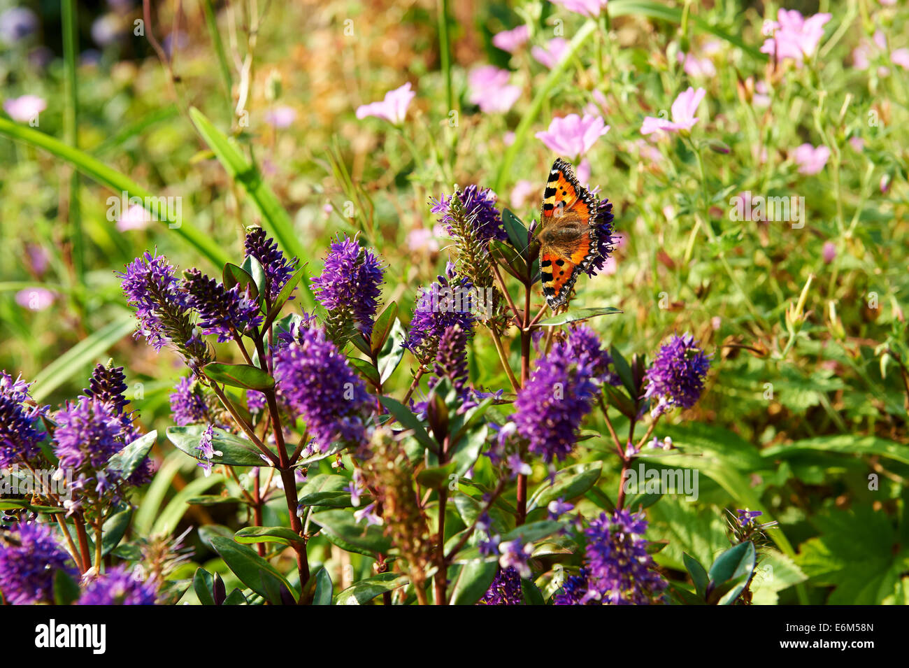 Jardin d'été de fleurs, Hebe, non identifiées avec petit papillon écaille Aglais urticae. Banque D'Images