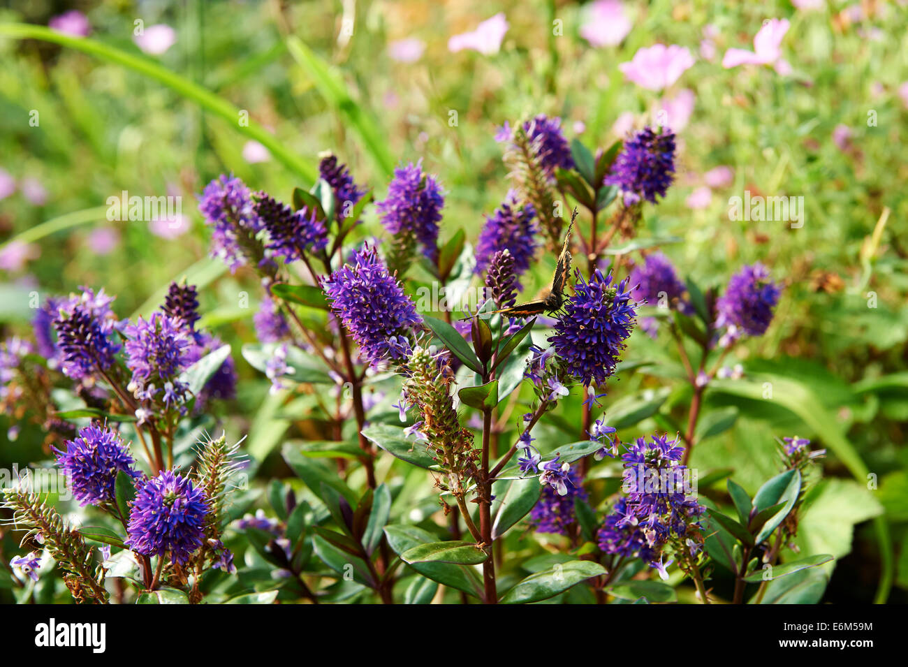 Jardin d'été de fleurs, Hebe, non identifiées avec petit papillon écaille Aglais urticae. Banque D'Images