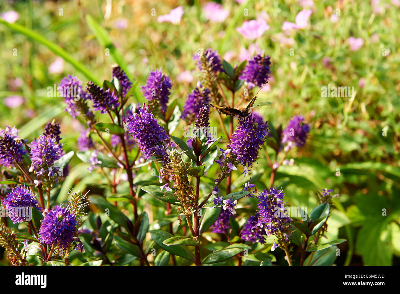 Jardin d'été de fleurs, Hebe, non identifiées avec petit papillon écaille Aglais urticae. Banque D'Images