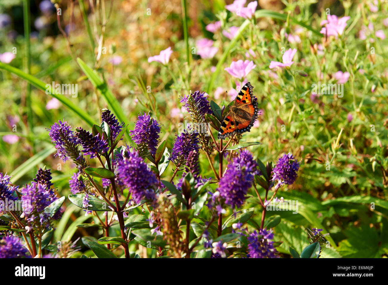 Jardin d'été de fleurs, Hebe, non identifiées avec petit papillon écaille Aglais urticae. Banque D'Images