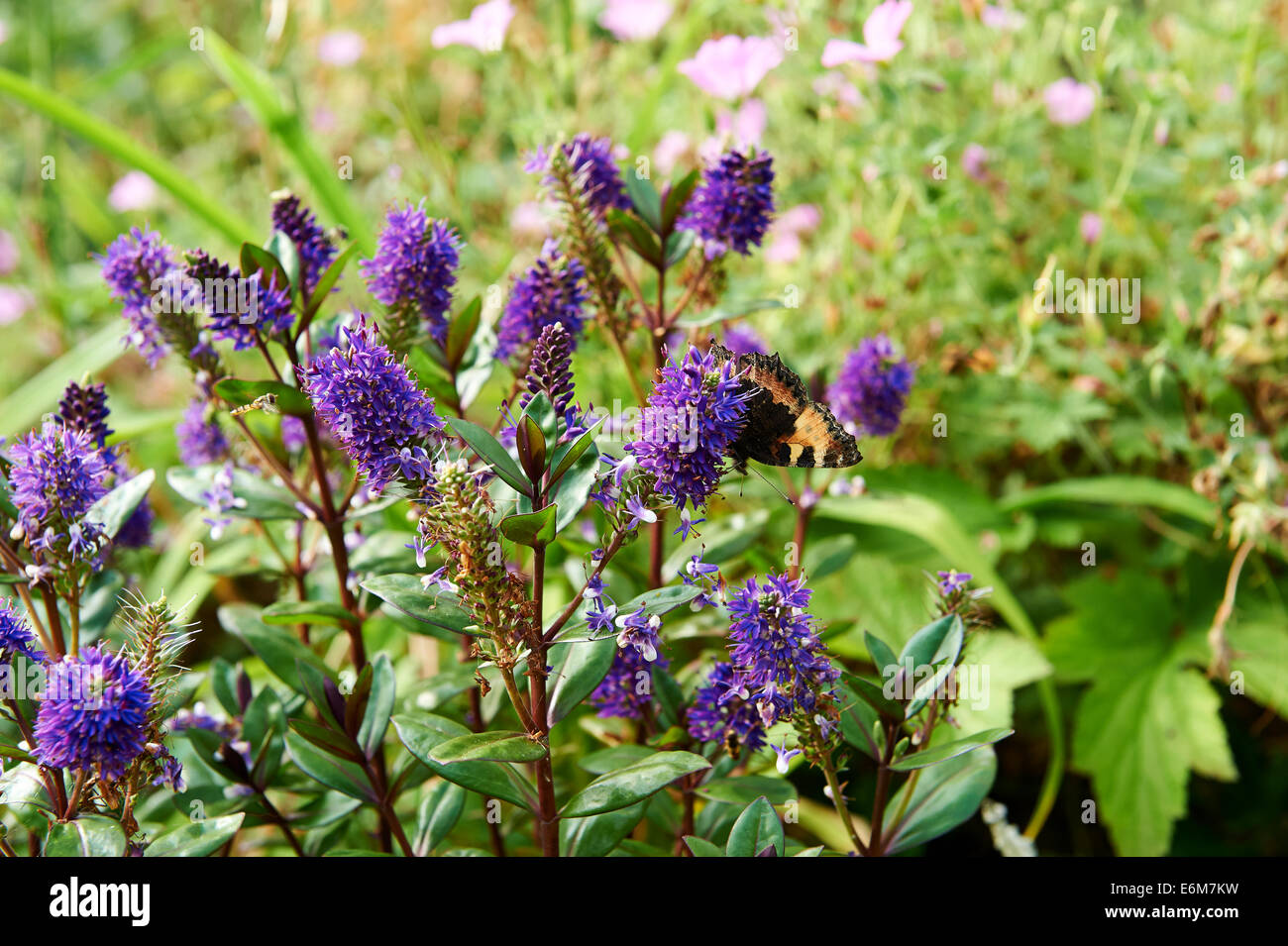 Jardin d'été de fleurs, Hebe, non identifiées avec petit papillon écaille Aglais urticae. Banque D'Images