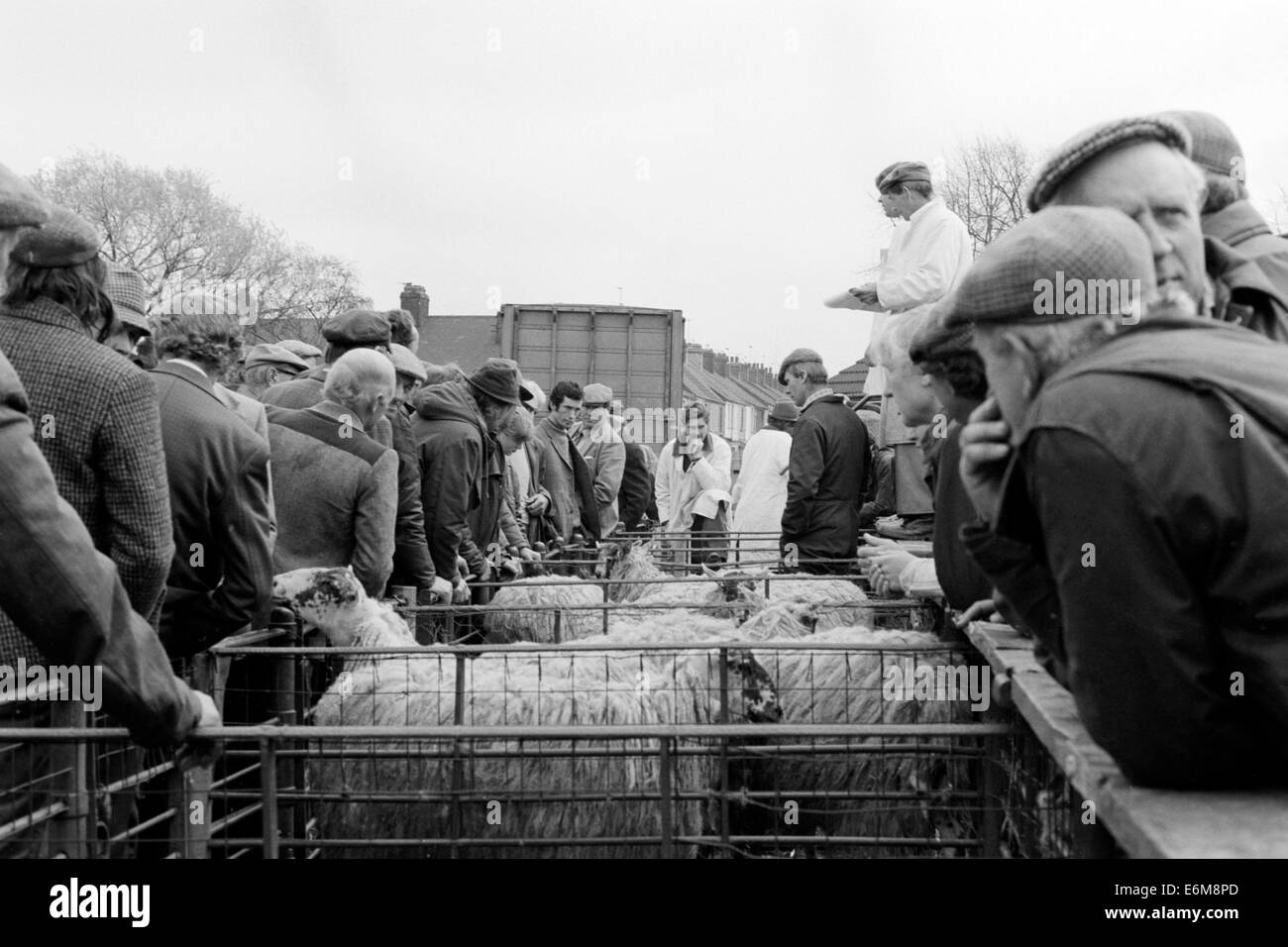 Les agriculteurs à une vente aux enchères pour les moutons à l'ancien marché au bétail en rugby warwickshire angleterre uk Banque D'Images