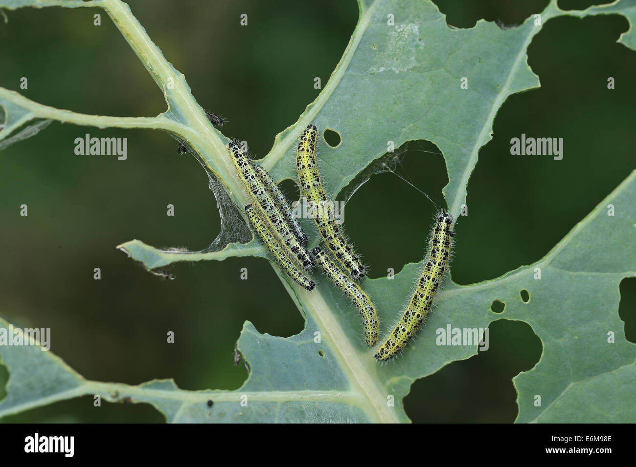 Large White (Pieris brassicae) Caterpillar Banque D'Images