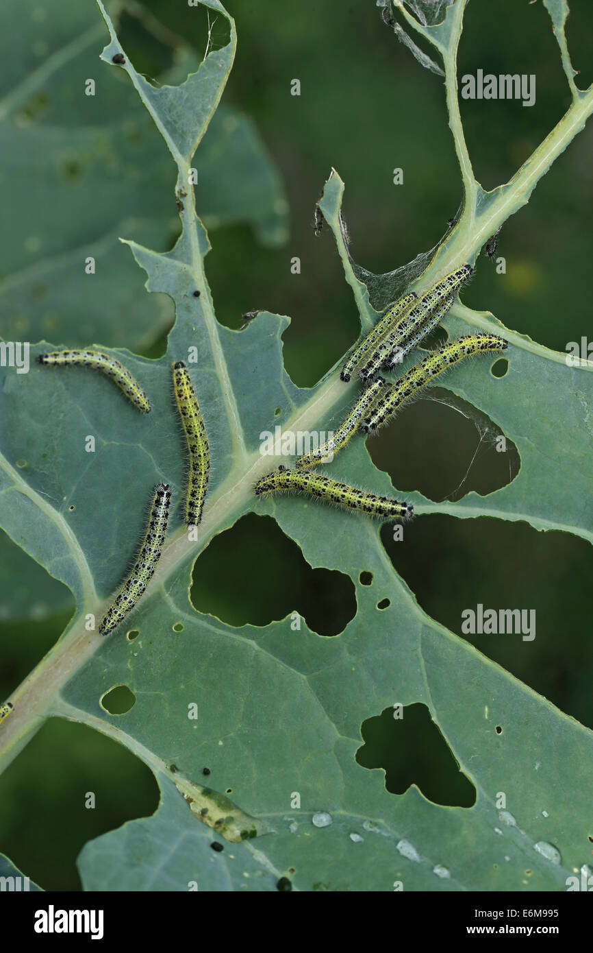 Large White (Pieris brassicae) Caterpillar Banque D'Images