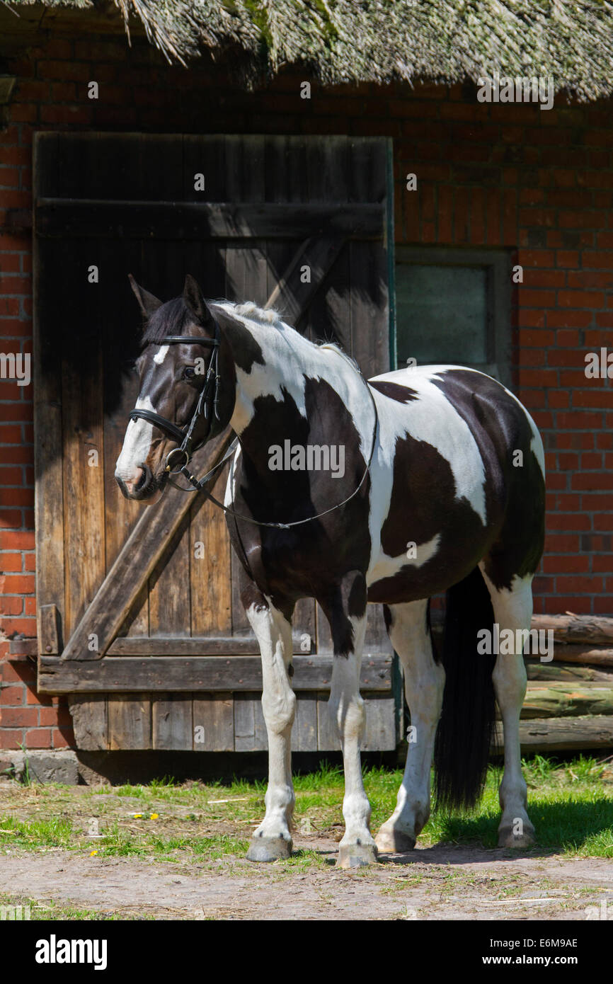 American Indian horse (Equus ferus caballus) Pinto Horse Tobiano avec motifs couleur tachetée en face de stable à manege Banque D'Images