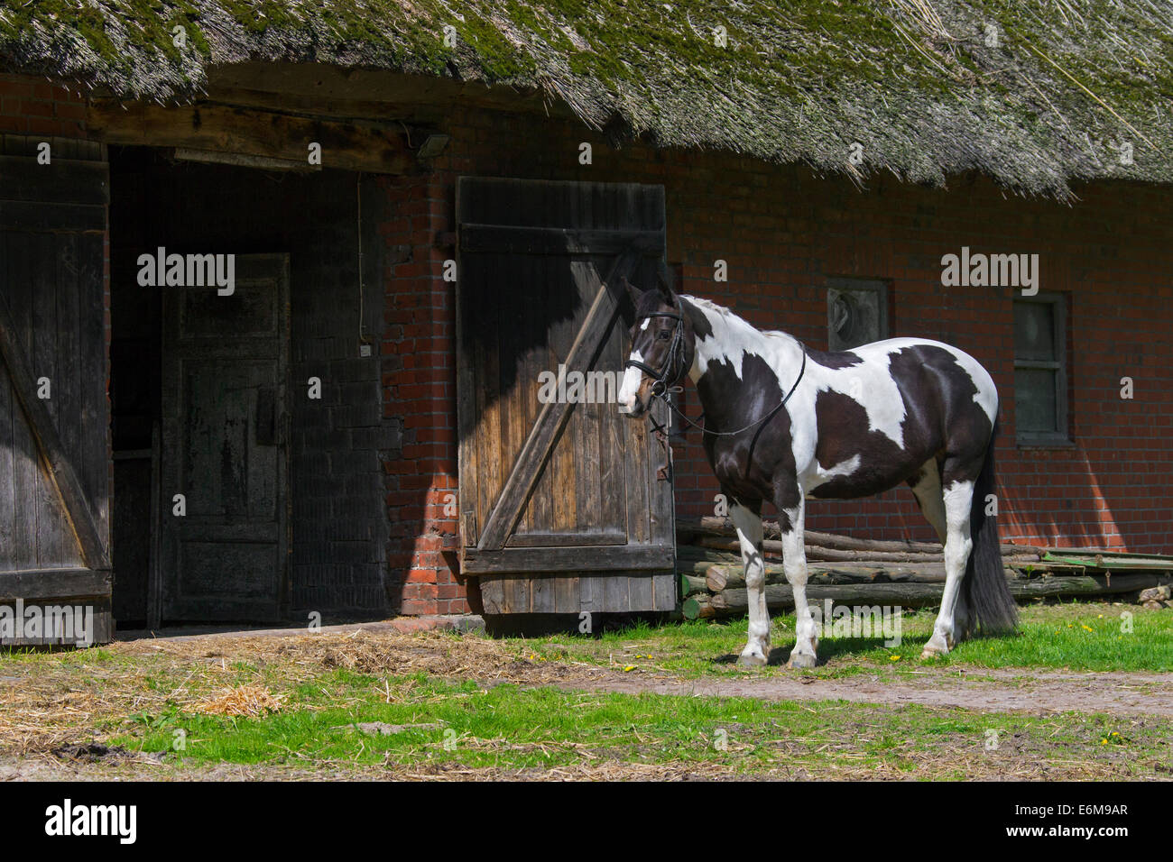 American Indian horse (Equus ferus caballus) Pinto Horse Tobiano avec motifs couleur tachetée en face de stable à manege Banque D'Images