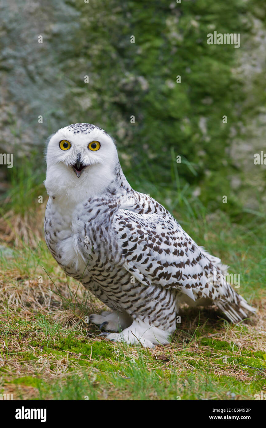 Le harfang des neiges (Bubo scandiacus / Nyctea scandiaca) Portrait de femme Banque D'Images