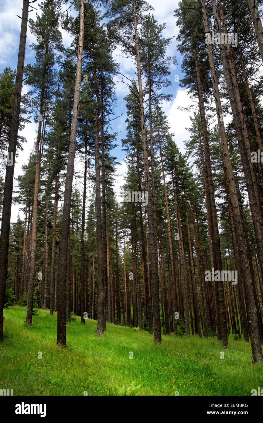 Forêt de pins de montagne Rodopi situé en Bulgarie Banque D'Images