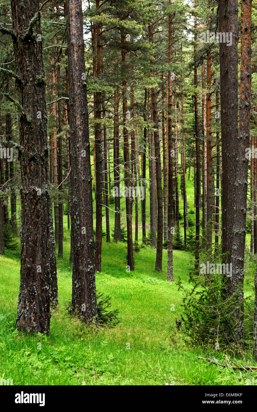 Forêt de pins de montagne Rodopi situé en Bulgarie Banque D'Images