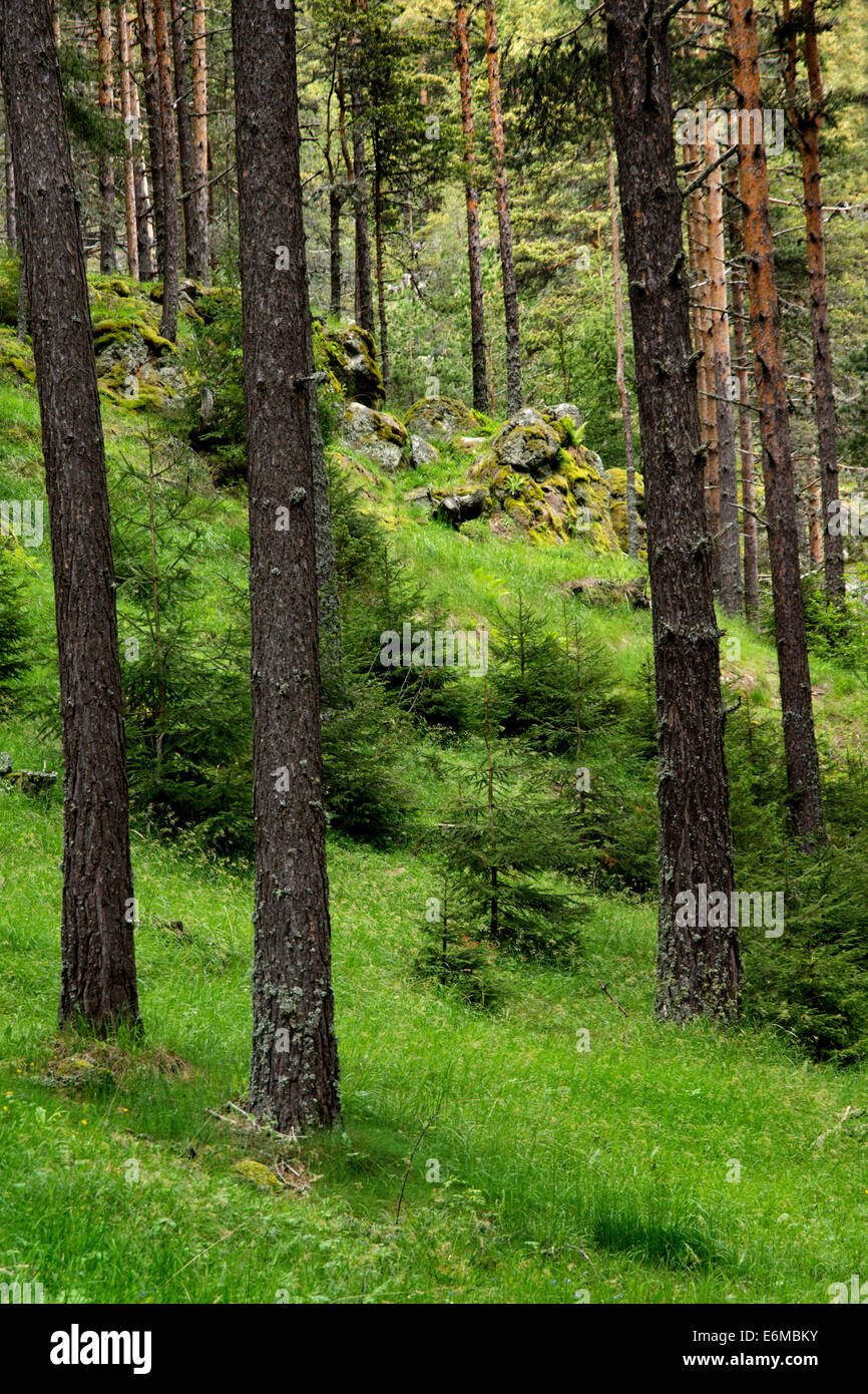 Forêt de pins de montagne Rodopi situé en Bulgarie Banque D'Images