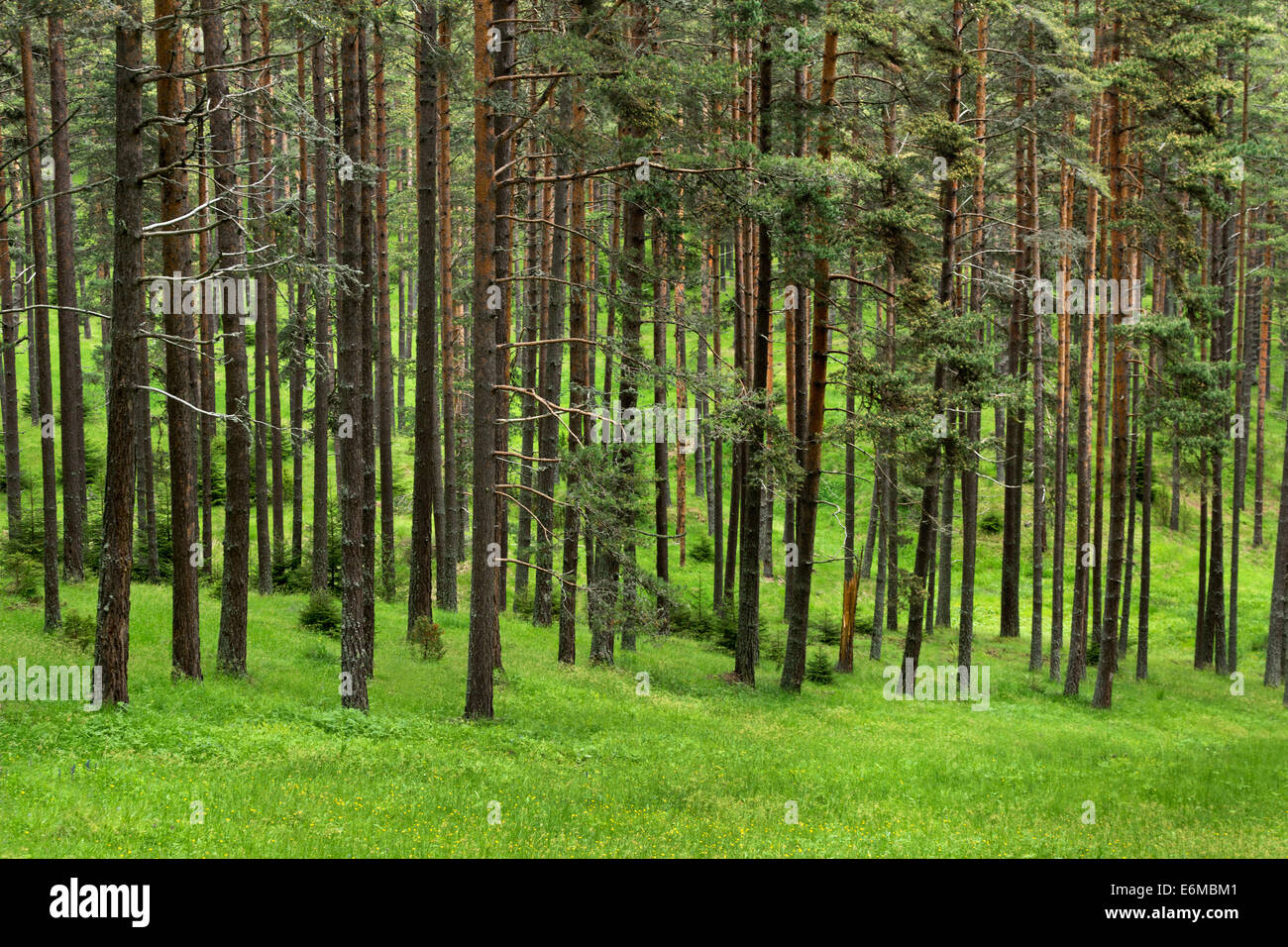 Forêt de pins de montagne Rodopi situé en Bulgarie Banque D'Images