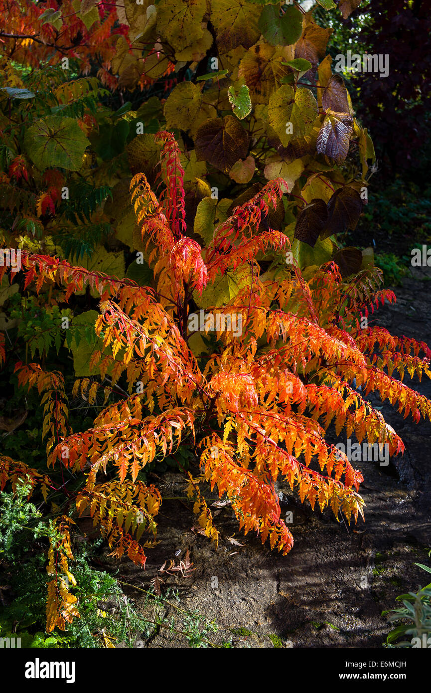 Rhus les feuilles d'automne dans un jardin Wiltshire Banque D'Images