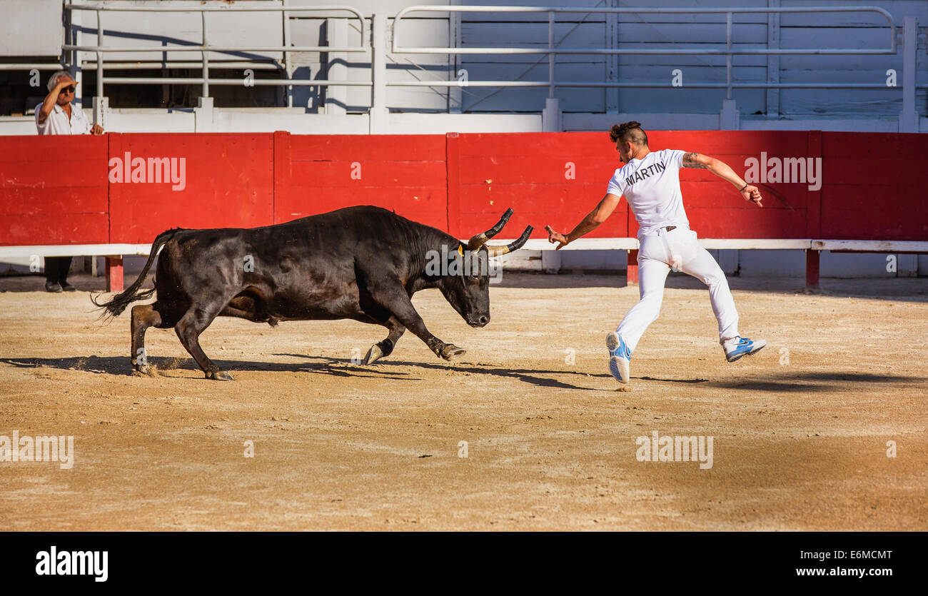 Un torero essaie d'enlever la cocarde, glands et ficelles de la tête d'un taureau de Camargue, Arles Amphitheatre, France Banque D'Images