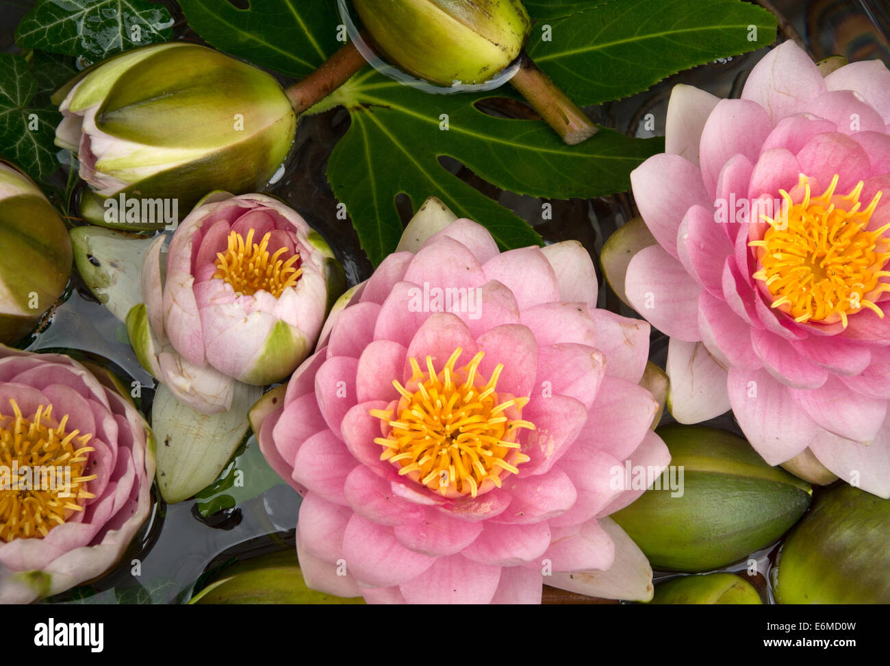 Nénuphars roses à Vienne, Autriche Banque D'Images