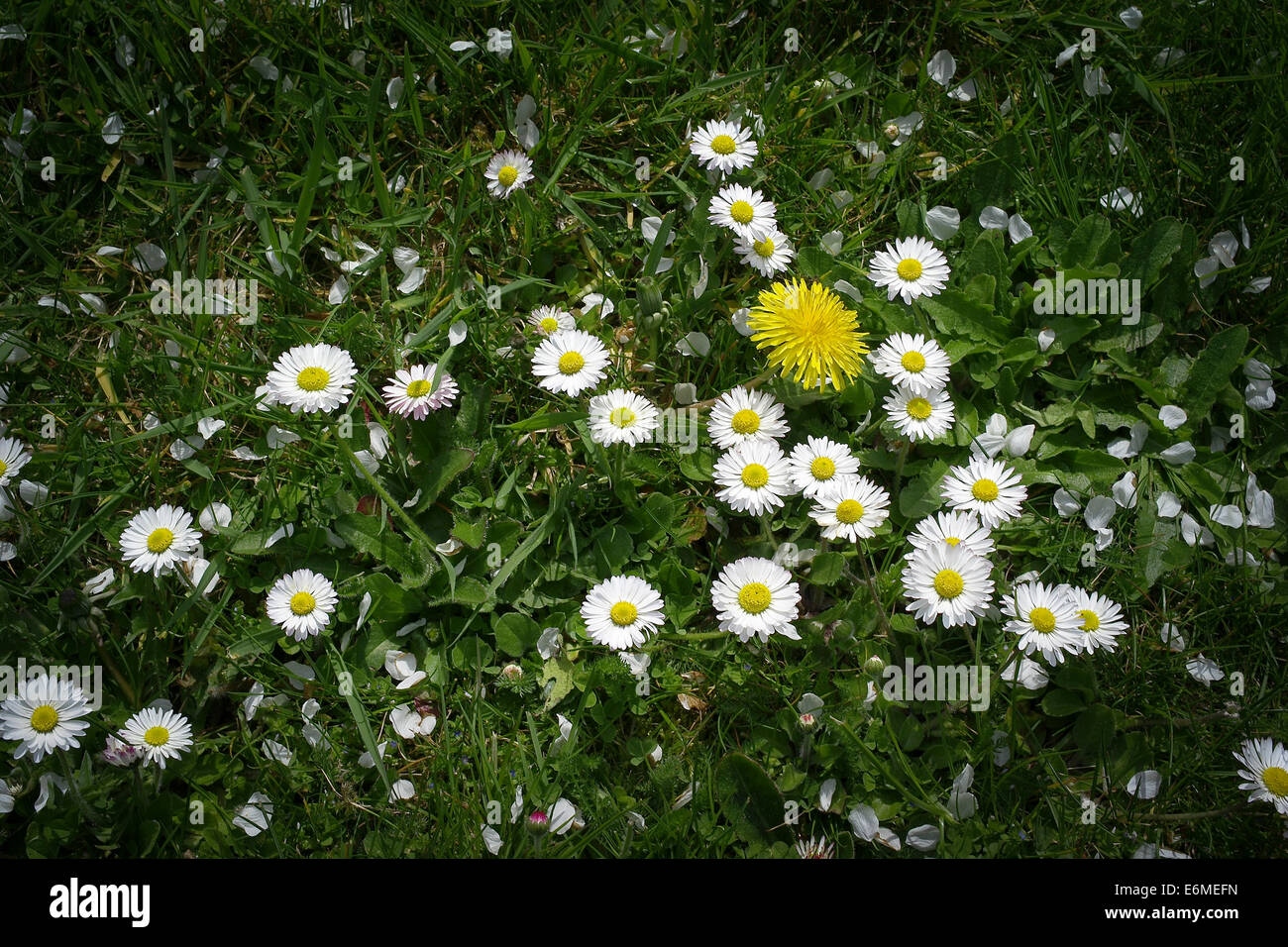 Marguerites sur une pelouse en UK Banque D'Images