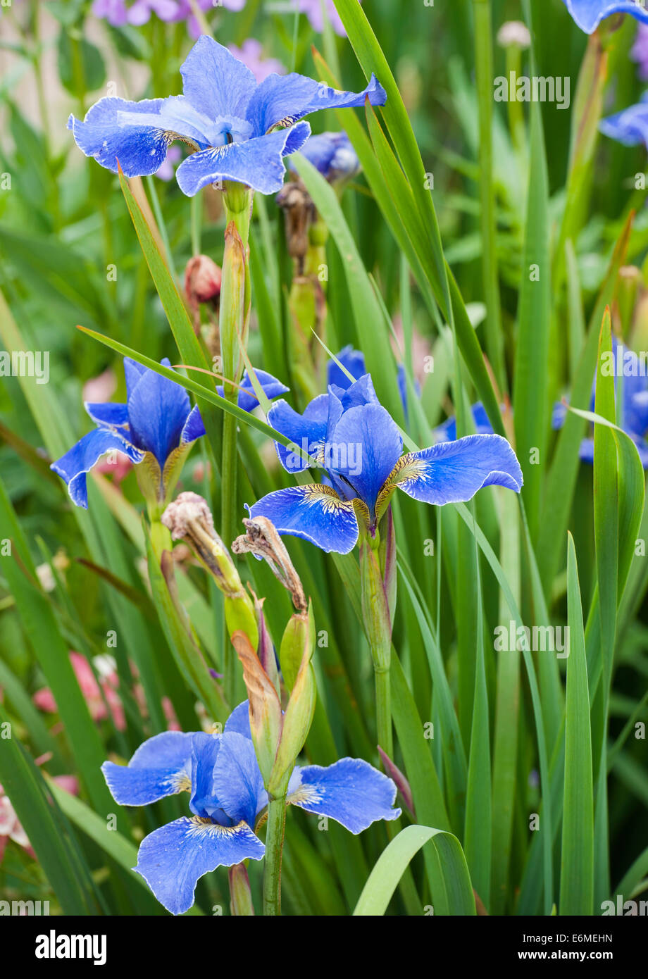 Iris bleu vif Banque D'Images