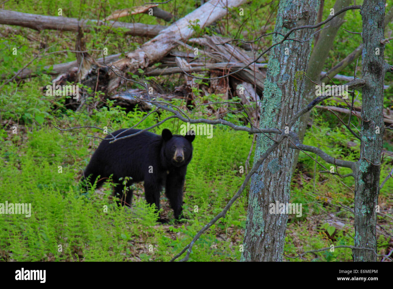 Ours noir près de Skyline Drive North RT211, Shenandoah National Park, Virginia, USA Banque D'Images
