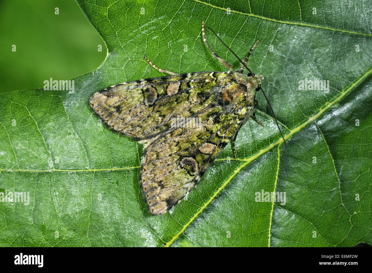 Arches - Anaplectoides prasina Green Banque D'Images