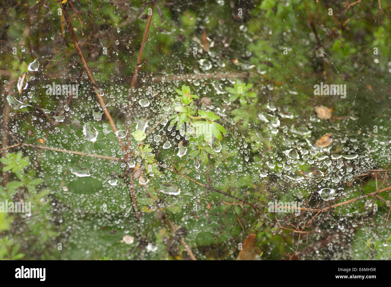 Gouttes de goutte d'eau sur la croissance des plantes bramble suspendu pris sur des brins de Spider web comme feuille de couverture portant sur le feuillage Banque D'Images